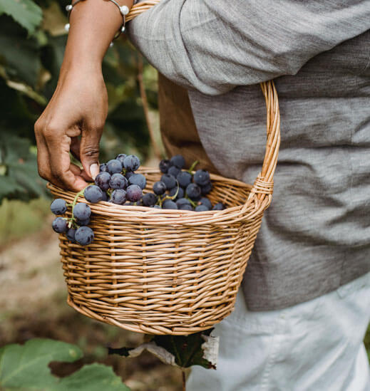 Wine – About