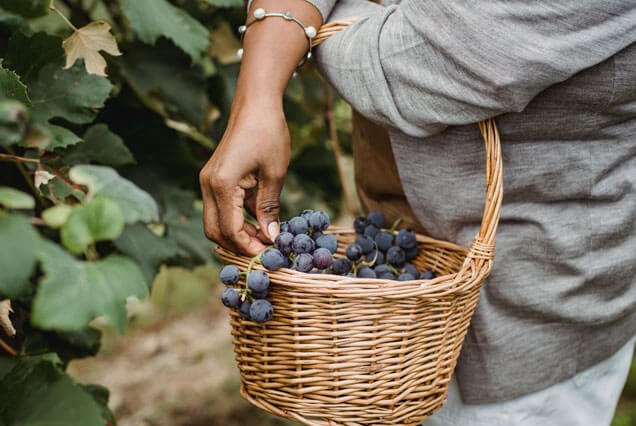 Wine – Home Wine – Home